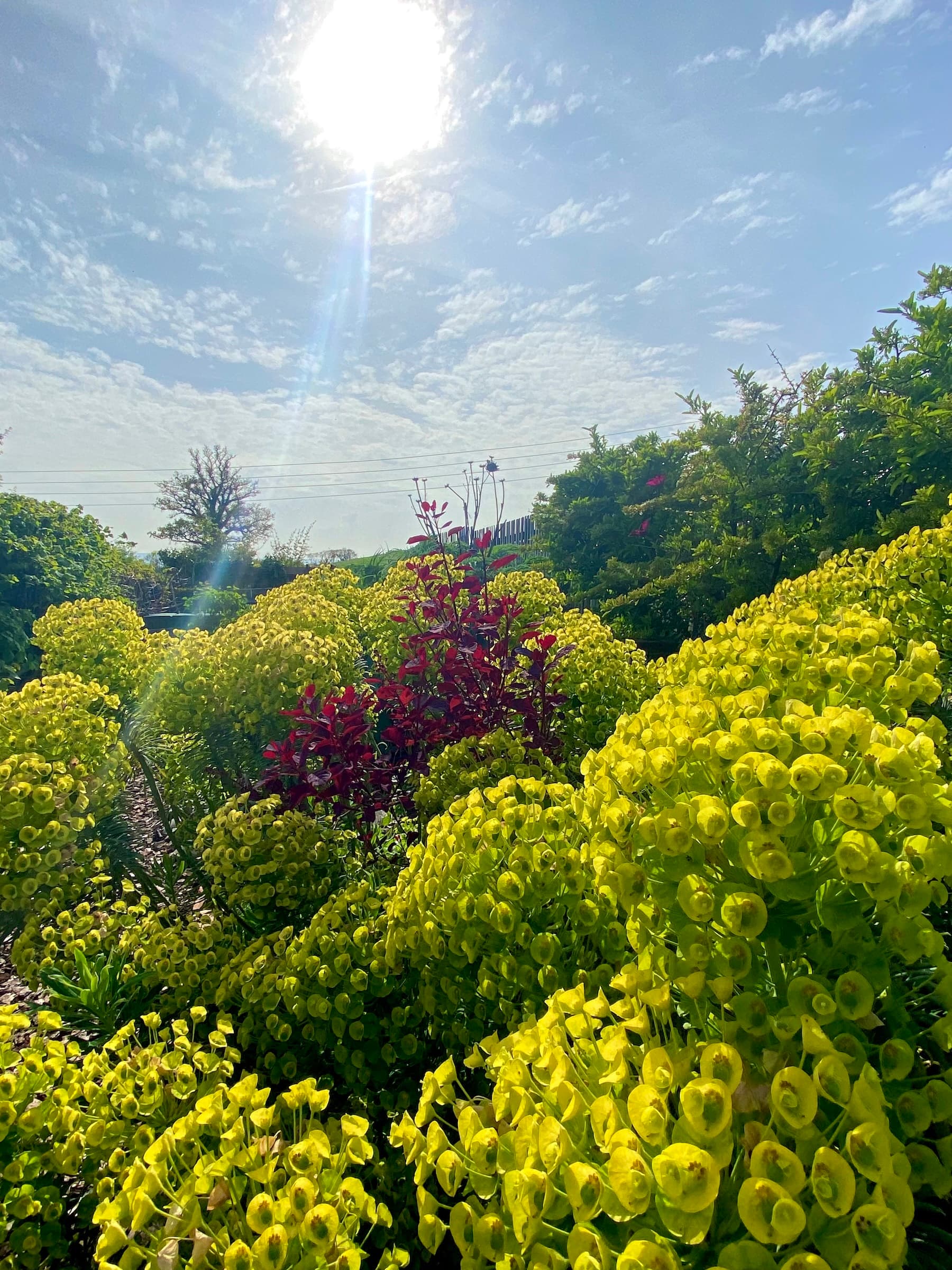 Euphorbia and Cotinus plants in May sunshine