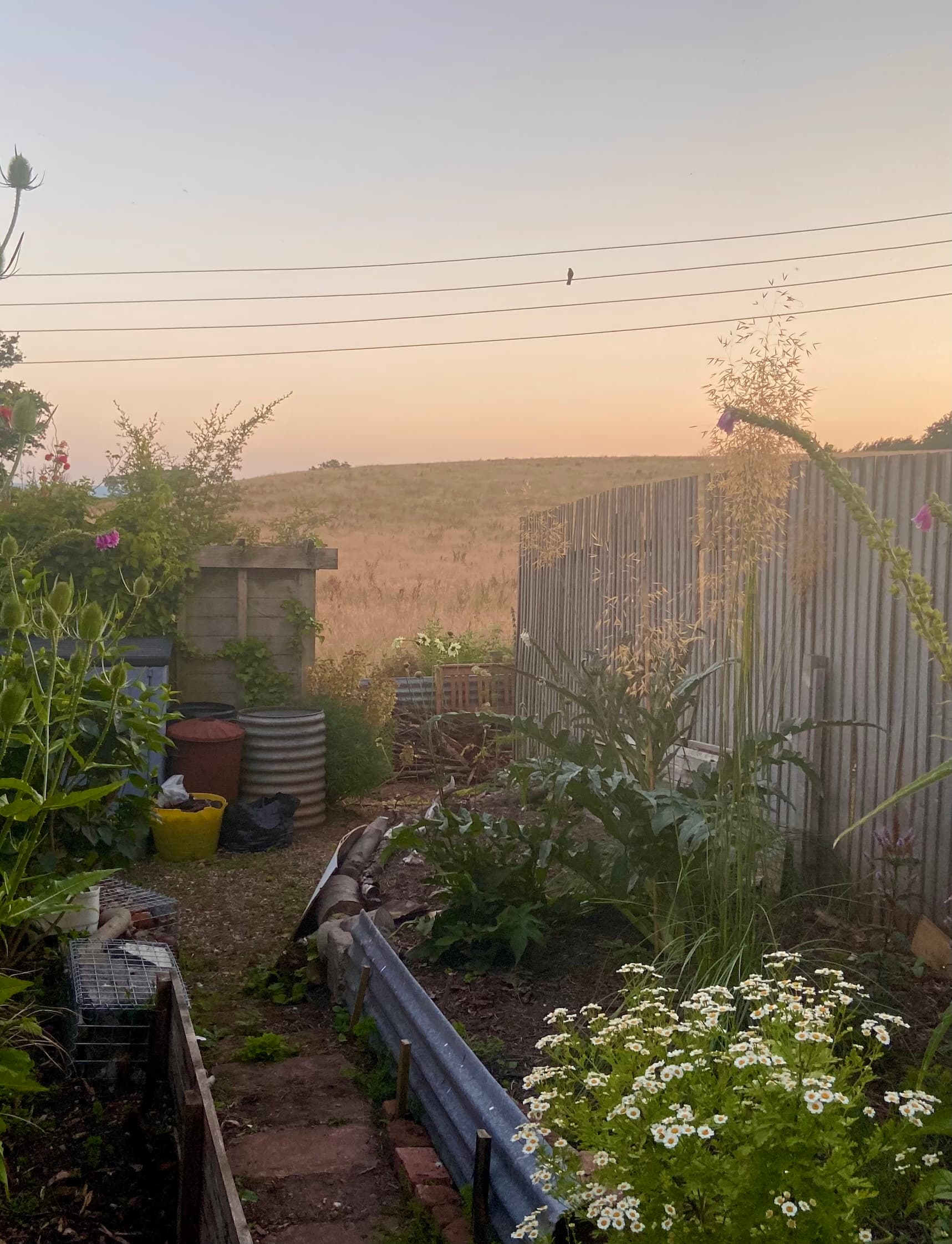 Bottom of the garden - summer evening haze